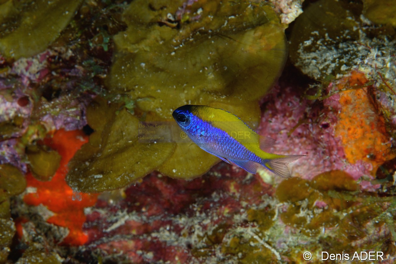 Chromis insolata chromis olive-Bonaire 1000steps-23m-20180222-Denis-ADER-DSC_7447_tn.jpg
